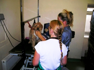 OK Dog Washing a franchise opportunity from Franchise Genius